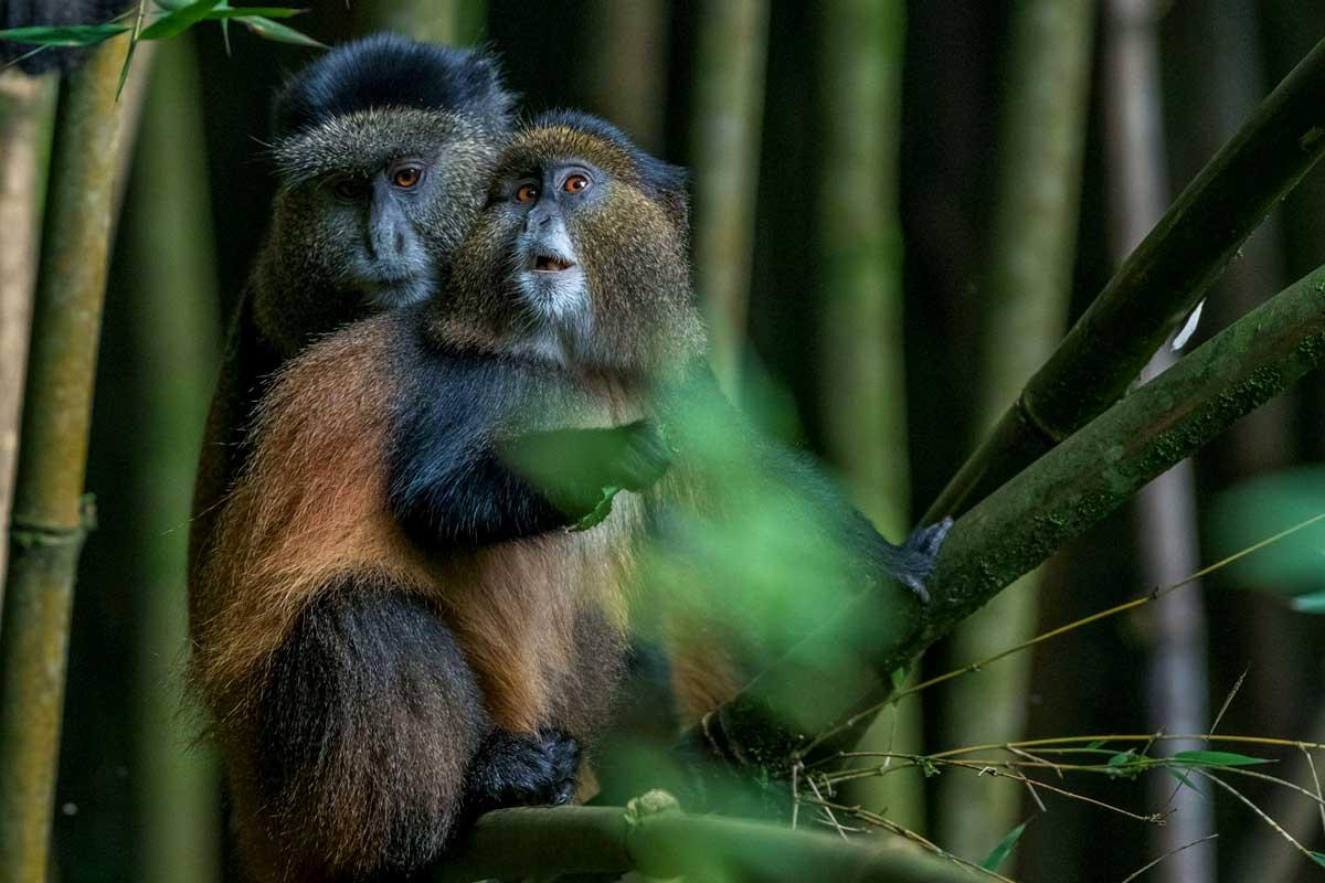 Mgahinga Gorilla National Park