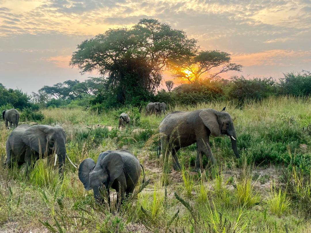 elephants