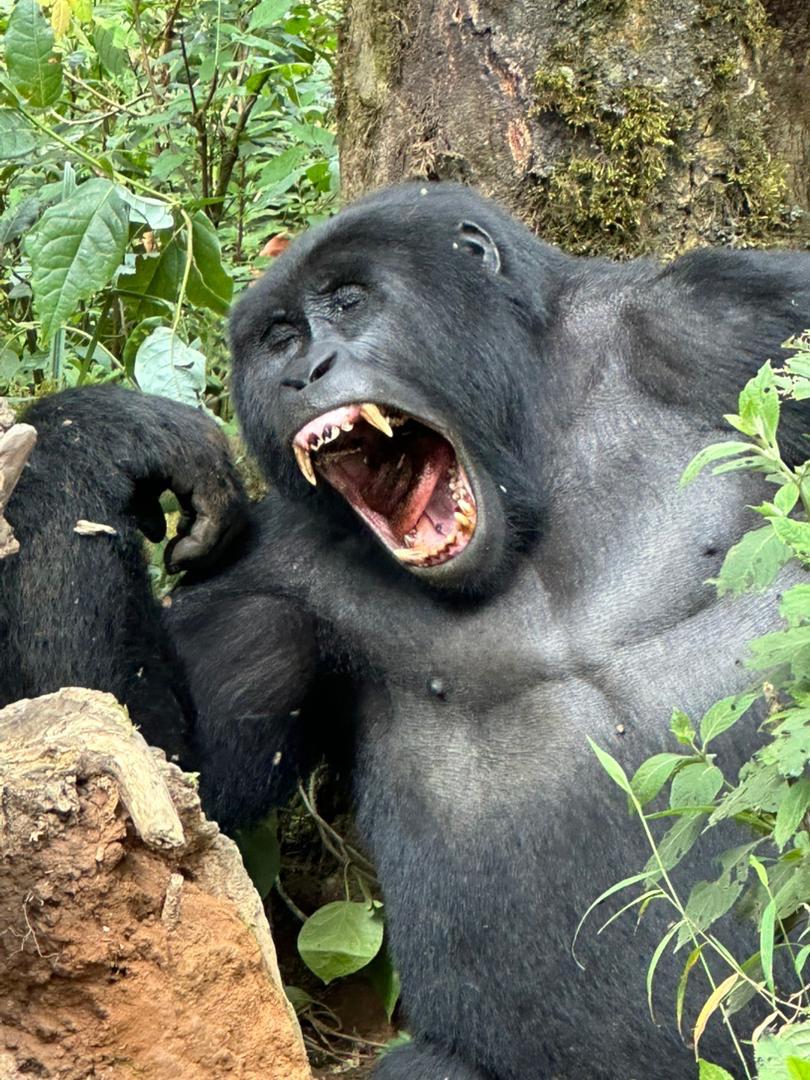 gorillla