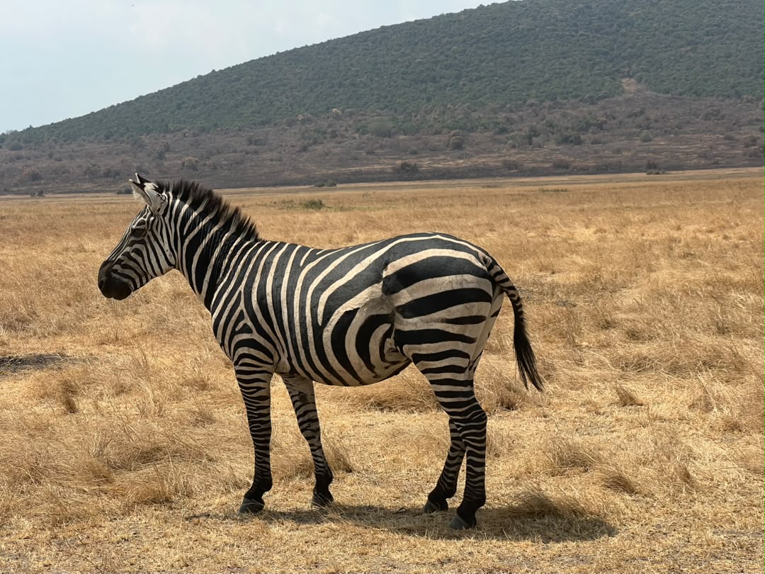 akagera np zebra