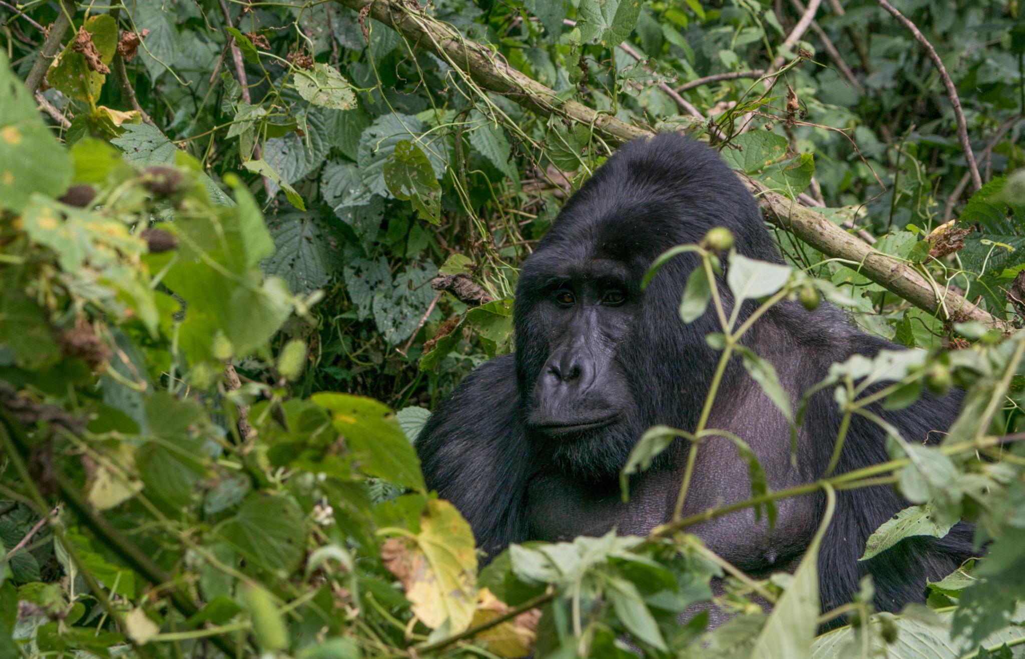 bwindi gorilla