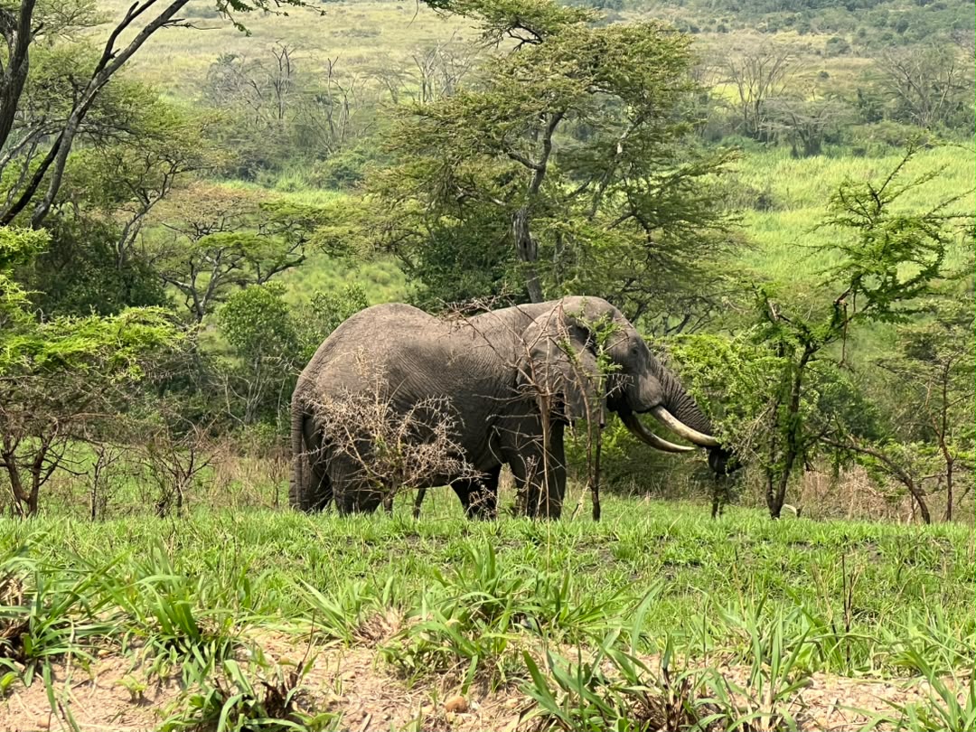 Elephant in Queen Elizabeth NP
