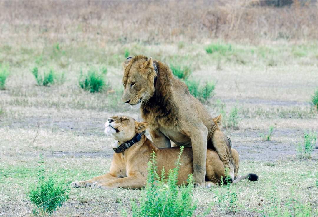 lion-mating