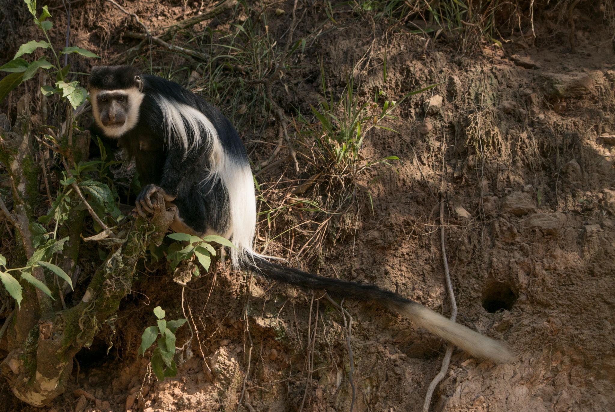 07 Days Rwanda & Uganda Gorilla & Primate Safari