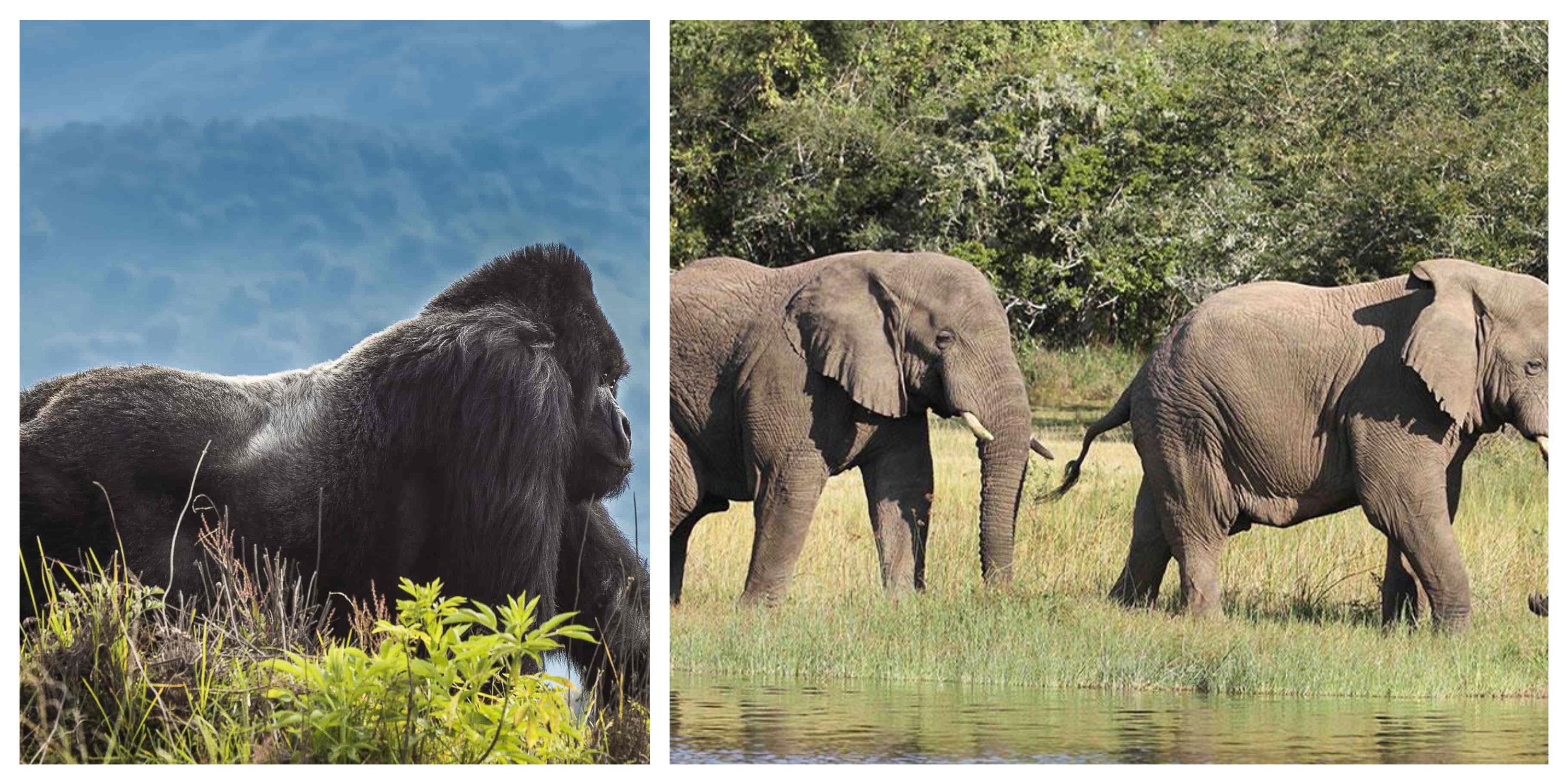 05 Days Rwanda Gorilla Trekking & Wildlife Safari