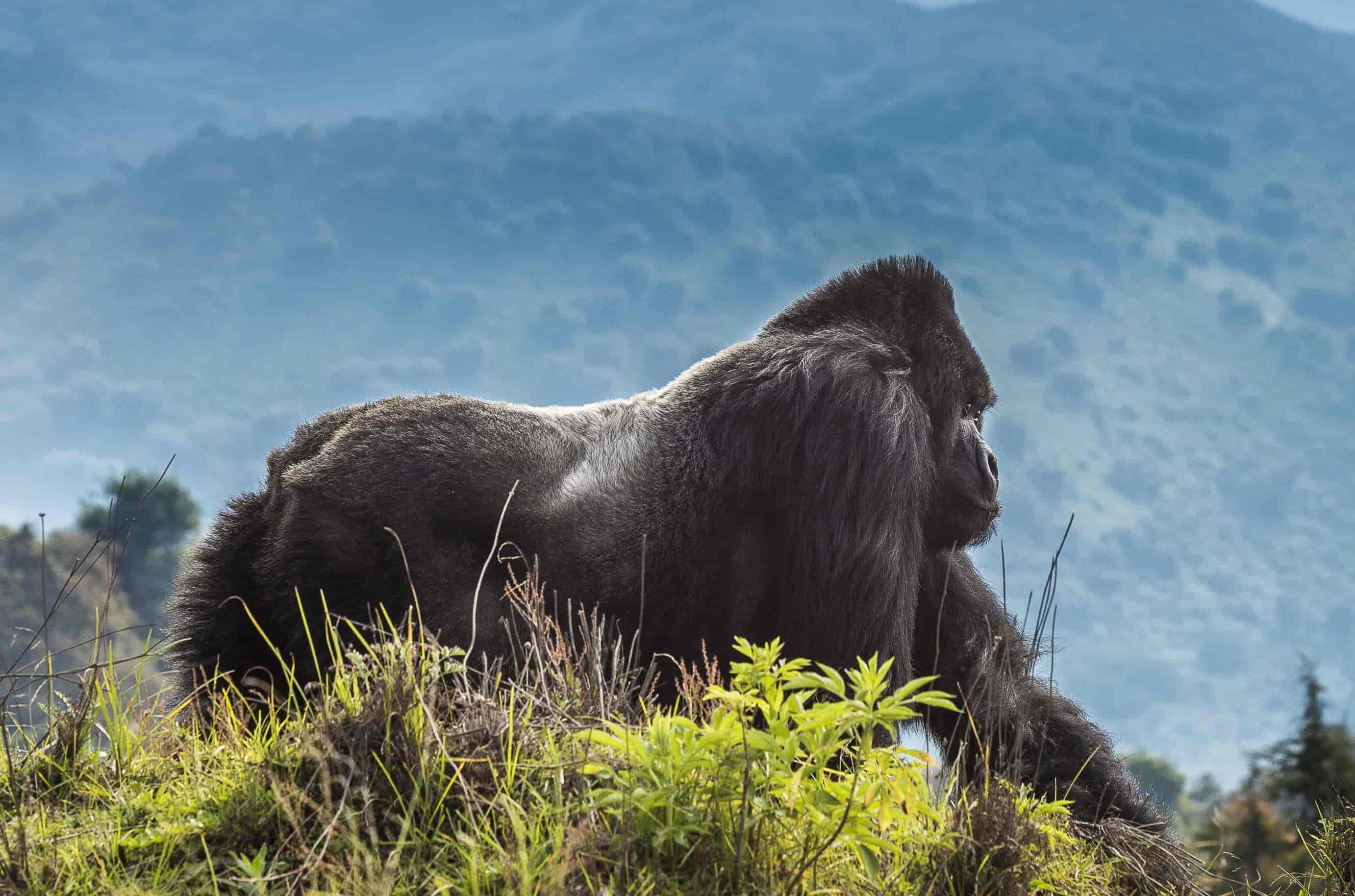 6-Day Rwanda & Uganda Wildlife Safari